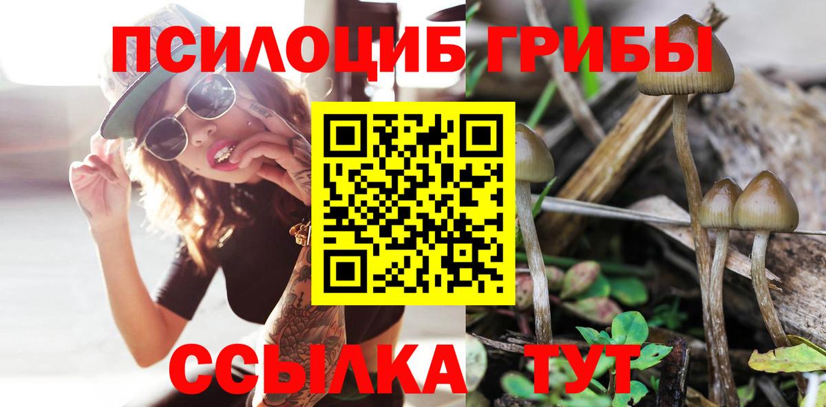 Псилоцибиновые грибы Cubensis Торжок